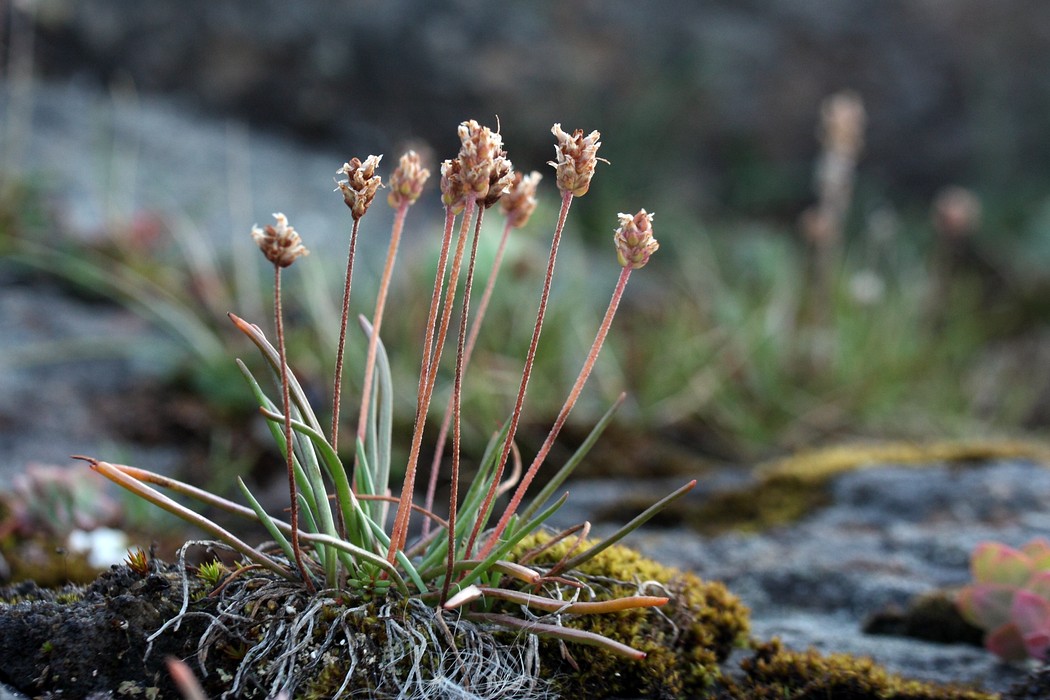 Image of Plantago schrenkii specimen.