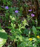 Geranium pseudosibiricum. Верхушка цветущего растения; справа - цветки Ranunculus. Красноярский край, Шушенский р-н, национальный парк \"Шушенский Бор\", ≈ 700 м н.у.м., опушка смешанного леса. 11.06.2022.