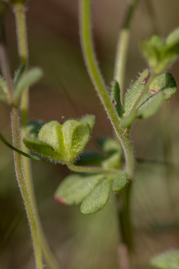 Изображение особи Veronica triphyllos.