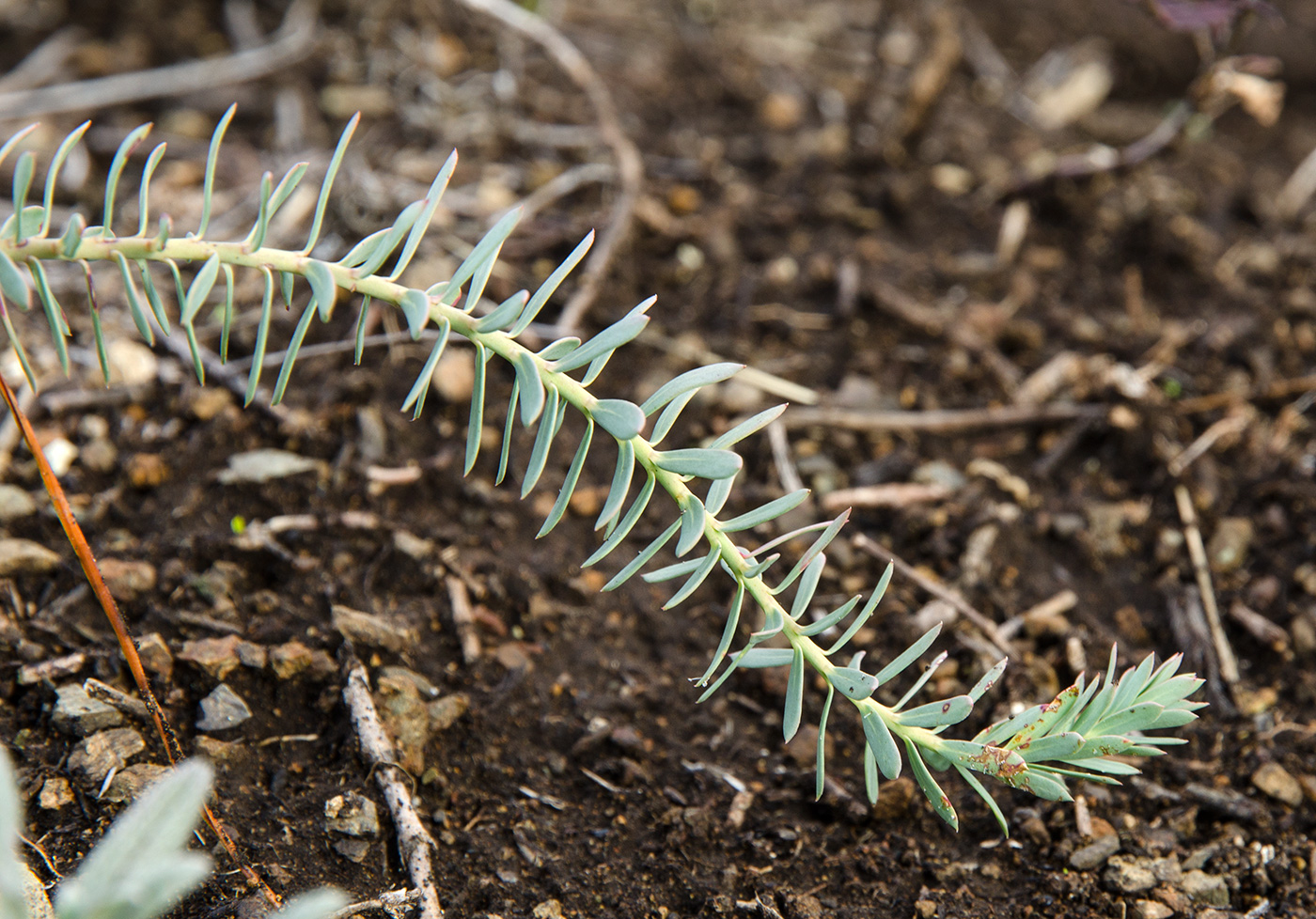 Изображение особи род Euphorbia.