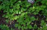 Rubus saxatilis