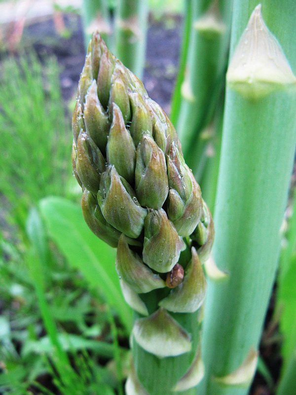 Image of Asparagus officinalis specimen.