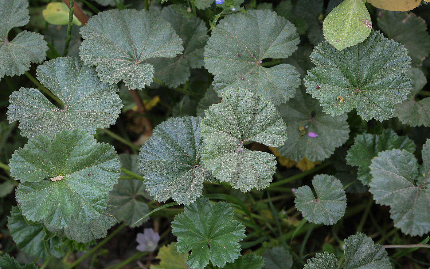 Image of Malva neglecta specimen.