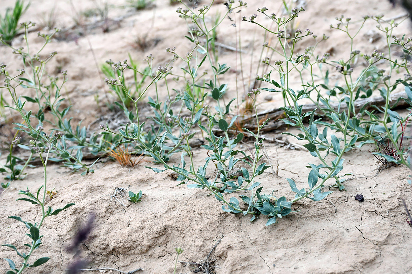 Image of Haplophyllum bungei specimen.