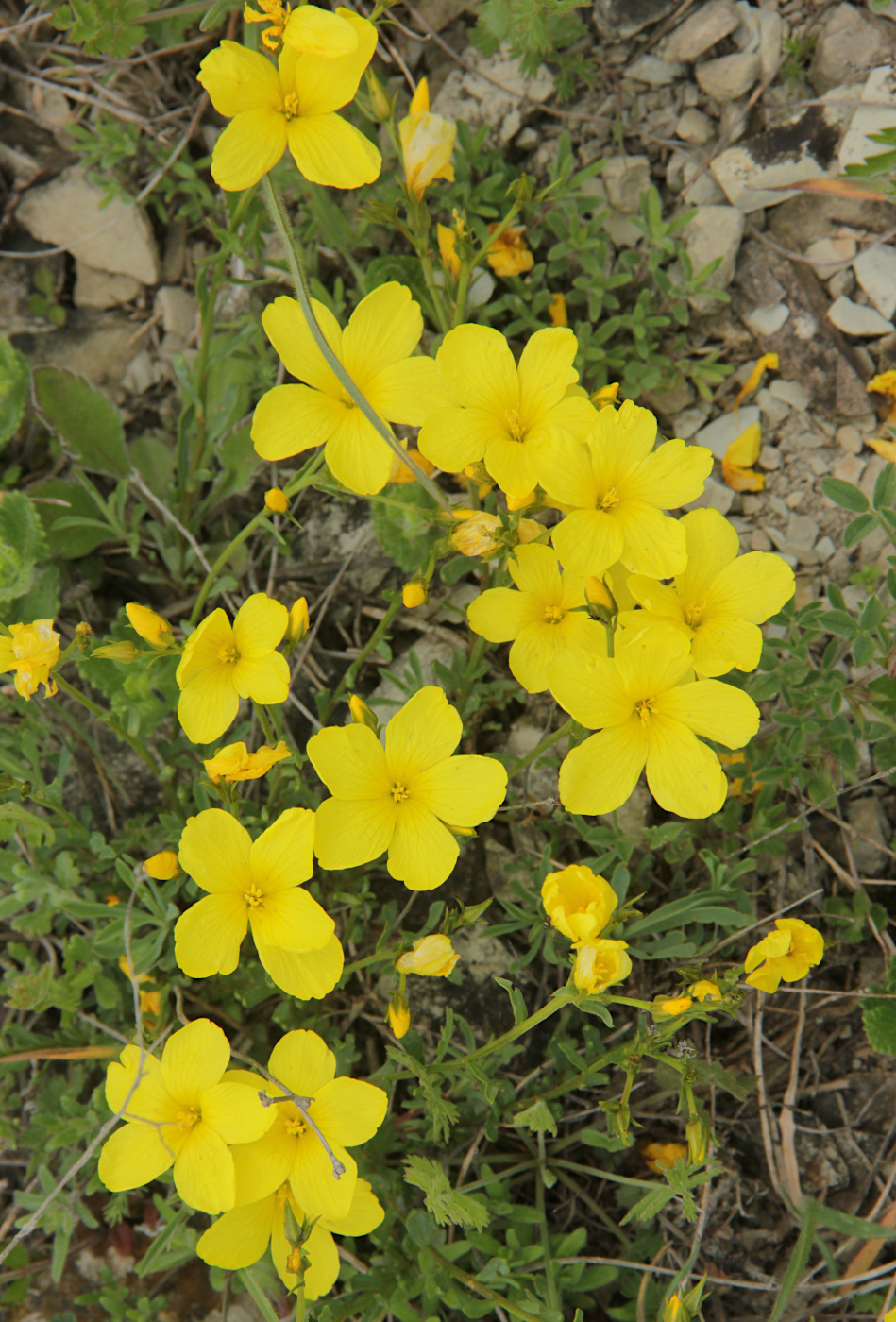 Изображение особи Linum tauricum.