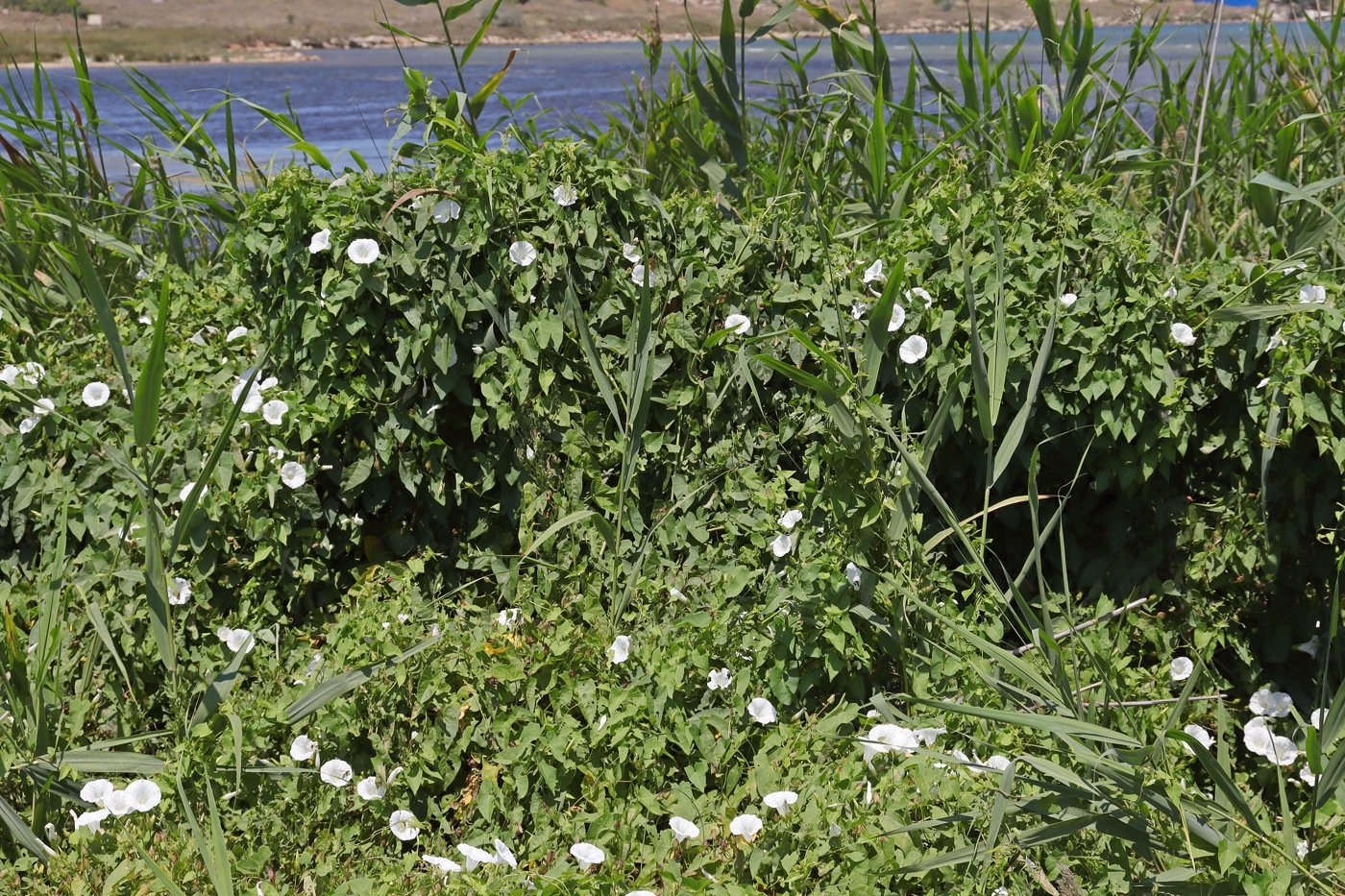 Изображение особи Calystegia sepium.