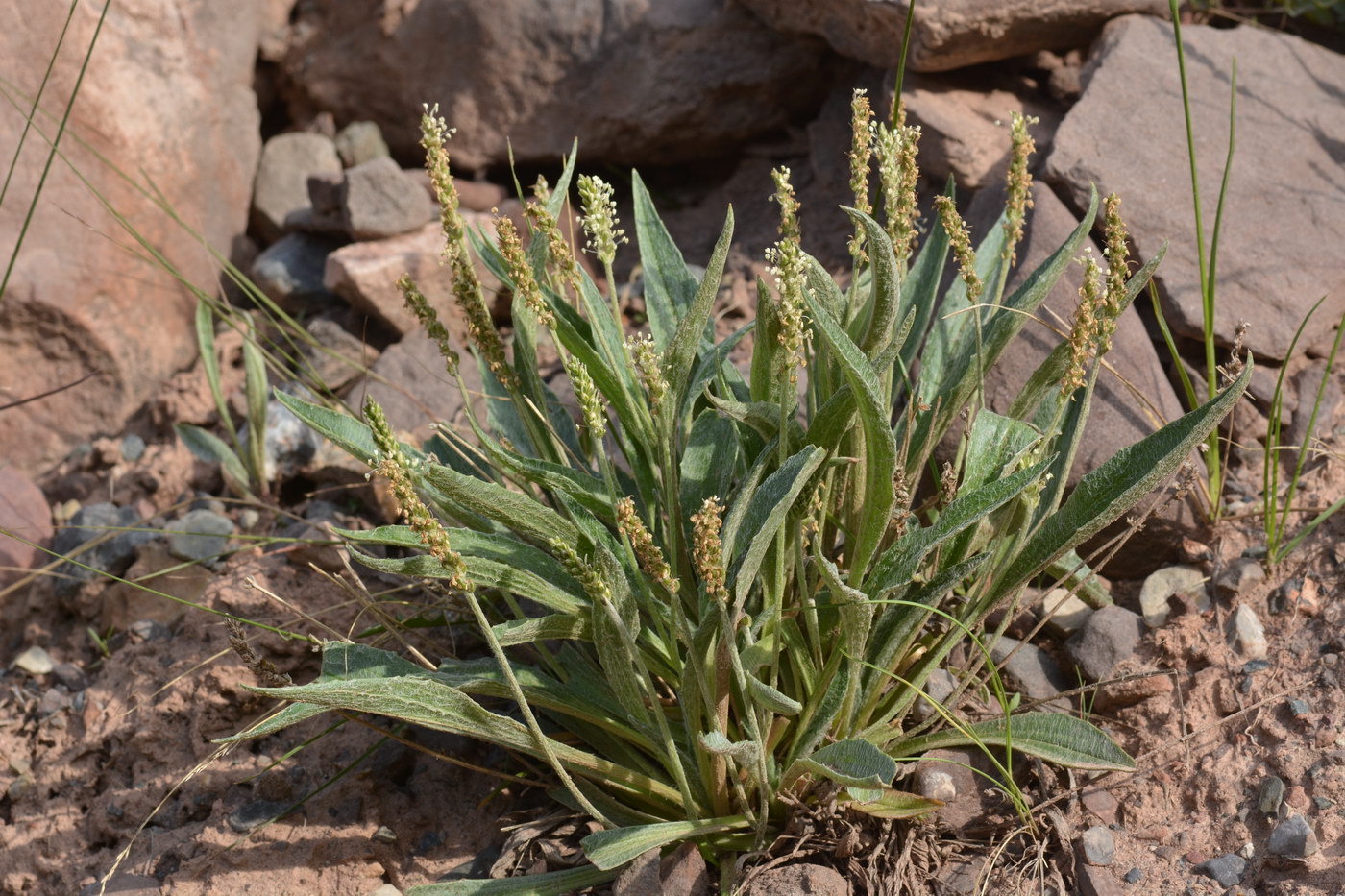 Изображение особи Plantago arachnoidea.