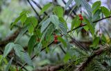 Broussonetia papyrifera. Часть ветви с соплодиями. Китай, провинция Гуанси, рисовые террасы Лунцзи, опушка смешанного леса. 29.05.2024.