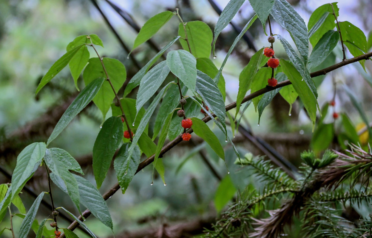 Image of Broussonetia papyrifera specimen.