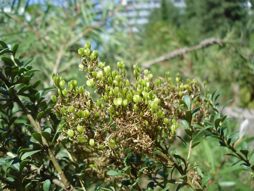 Image of Bursaria spinosa specimen.