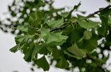 Ginkgo biloba. Верхушка ветви. Китай, провинция Шэньси, г. Сиань, в культуре. 10.06.2024.