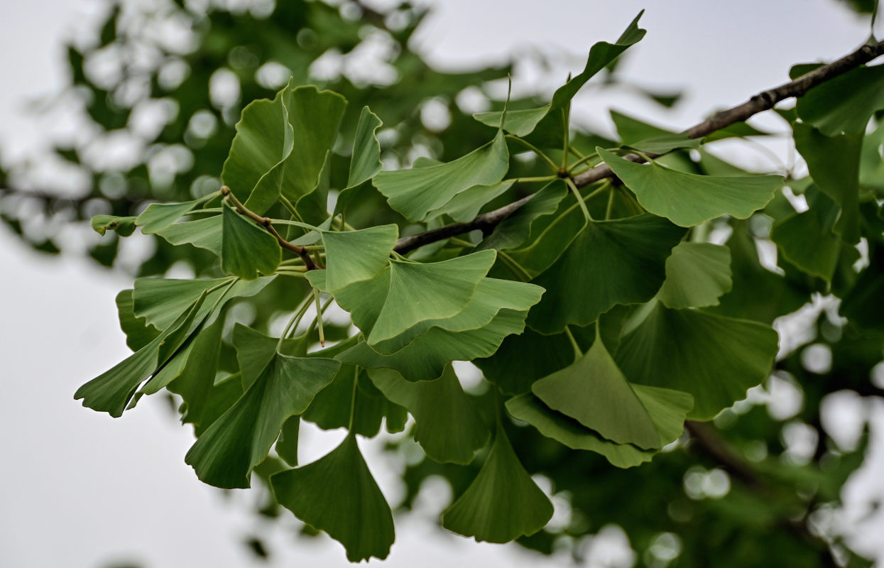 Image of Ginkgo biloba specimen.