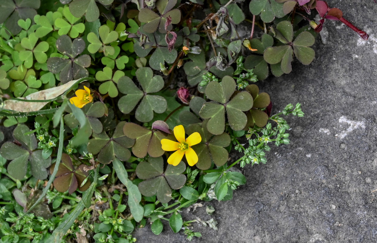 Изображение особи Oxalis corniculata.