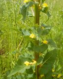 Verbascum pyramidatum