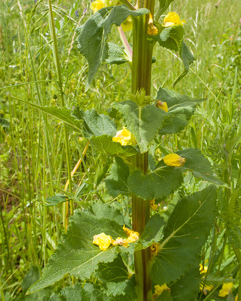 Изображение особи Verbascum pyramidatum.