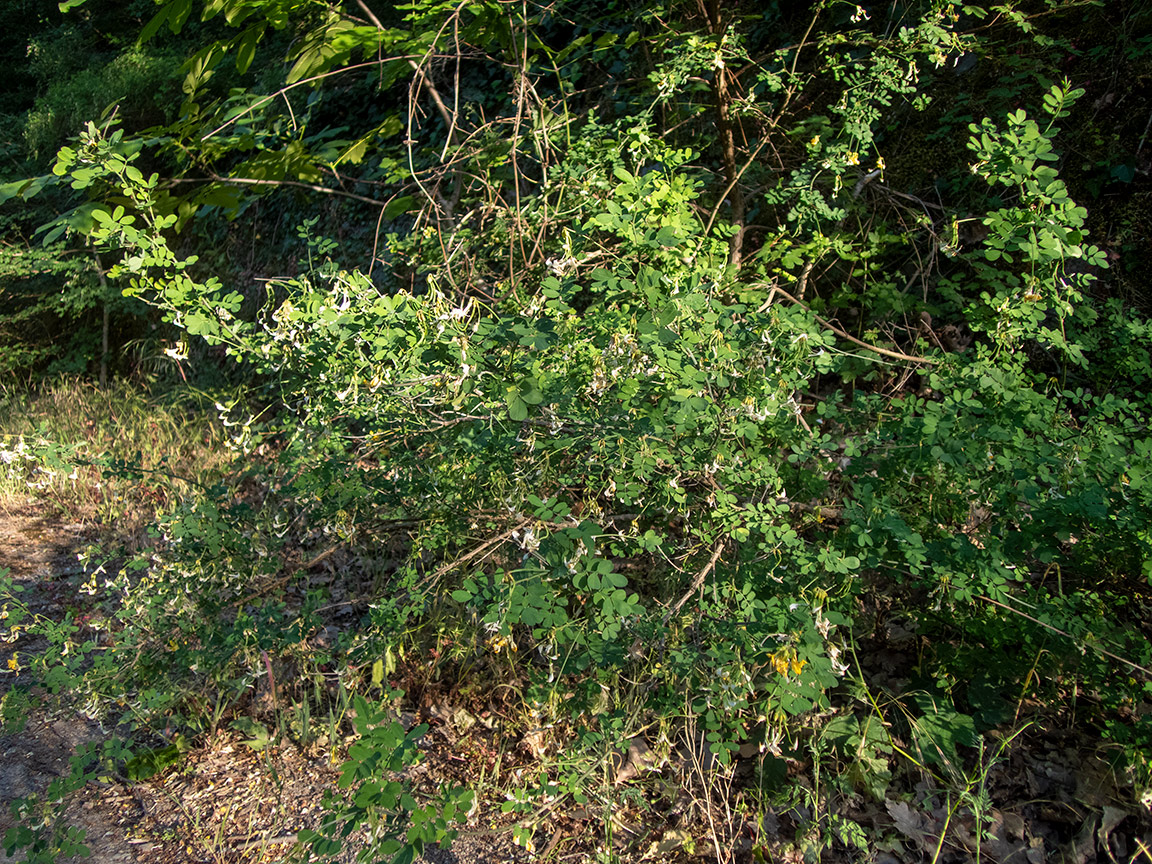 Image of Hippocrepis emeroides specimen.