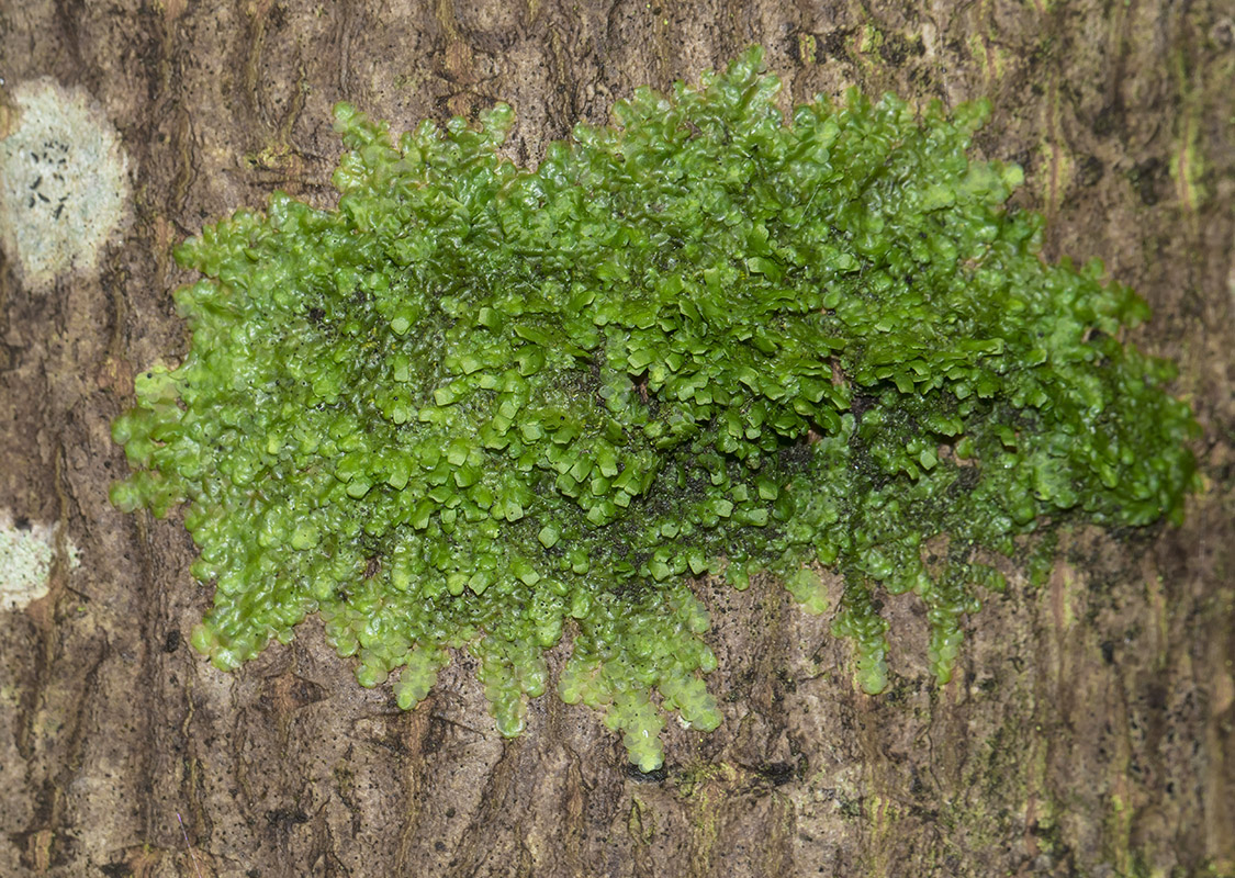 Изображение особи Radula complanata.