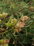 Halenia corniculata. Верхушка соцветия в осенней окраске. Хабаровский край, окр. г. Комсомольск-на-Амуре, дол. руч. Тёплый ключ, зарастающий пустырь. 06.09.2024.