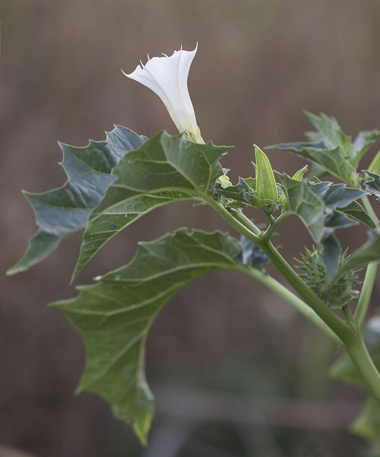 Изображение особи Datura stramonium.