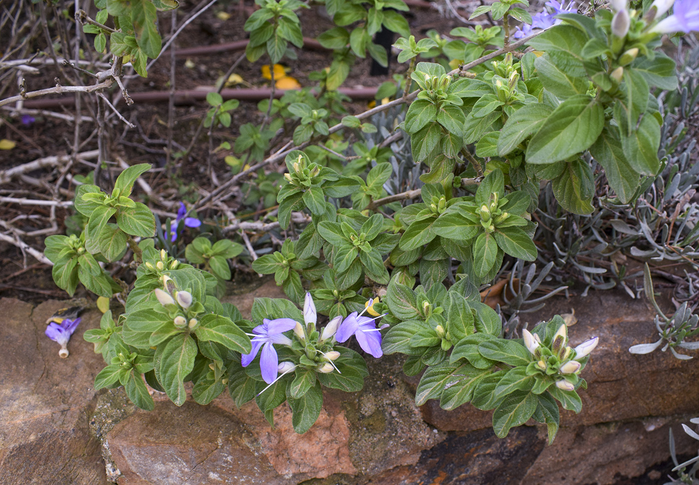 Image of Barleria obtusa specimen.