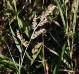 Echinochloa crus-galli