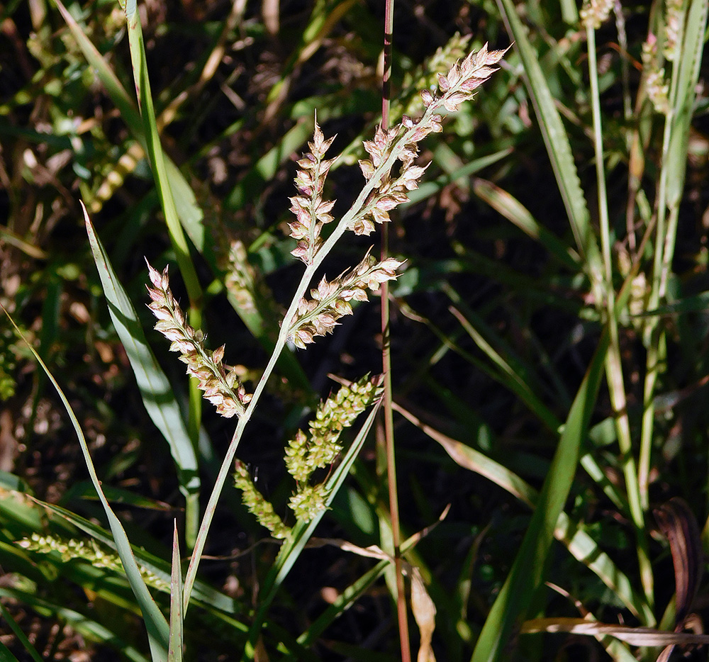 Изображение особи Echinochloa crus-galli.