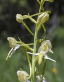 Platanthera chlorantha. Цветки и бутон. Испания, автономное сообщество Каталония, провинция Жирона, комарка Рипольес, муниципалитет Сеткасес, окр. курорта \"Вальтер 2000\", ≈1900 м н.у.м., склон юго-западной экспозиции, опушка соснового (Pinus uncinata) леса. 23.06.2024.