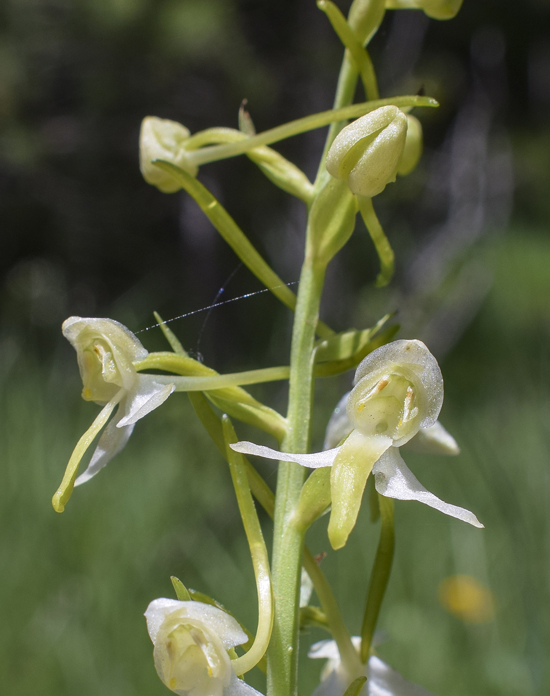 Изображение особи Platanthera chlorantha.