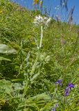 Centaurea cheiranthifolia. Цветущее растение. Кабардино-Балкария, Черекский р-н, окр. с/п Верхняя Балкария, северо-западный склон горы Айдарука-Цырт, ≈ 2200 м н.у.м., субальпийский луг. 29.07.2024.