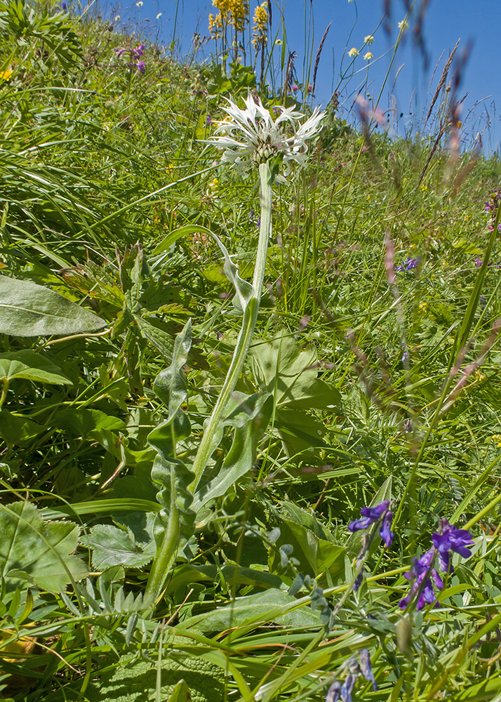 Изображение особи Centaurea cheiranthifolia.