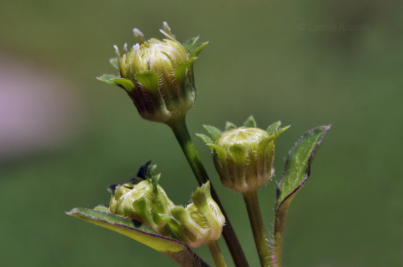 Image of Bidens alba specimen.