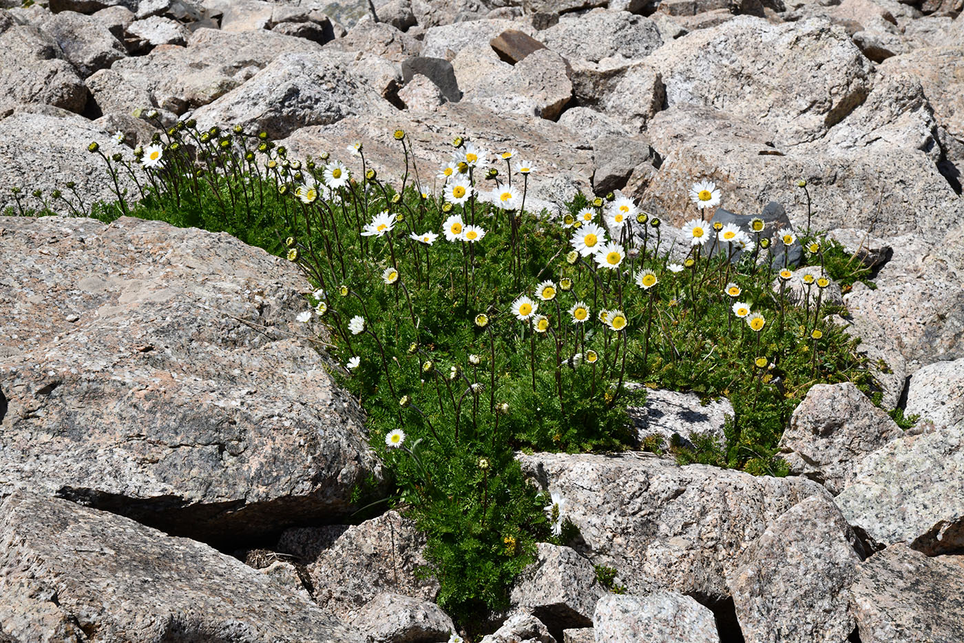 Image of Pyrethrum karelinii specimen.