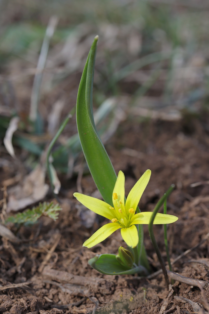 Изображение особи Gagea aipetriensis.