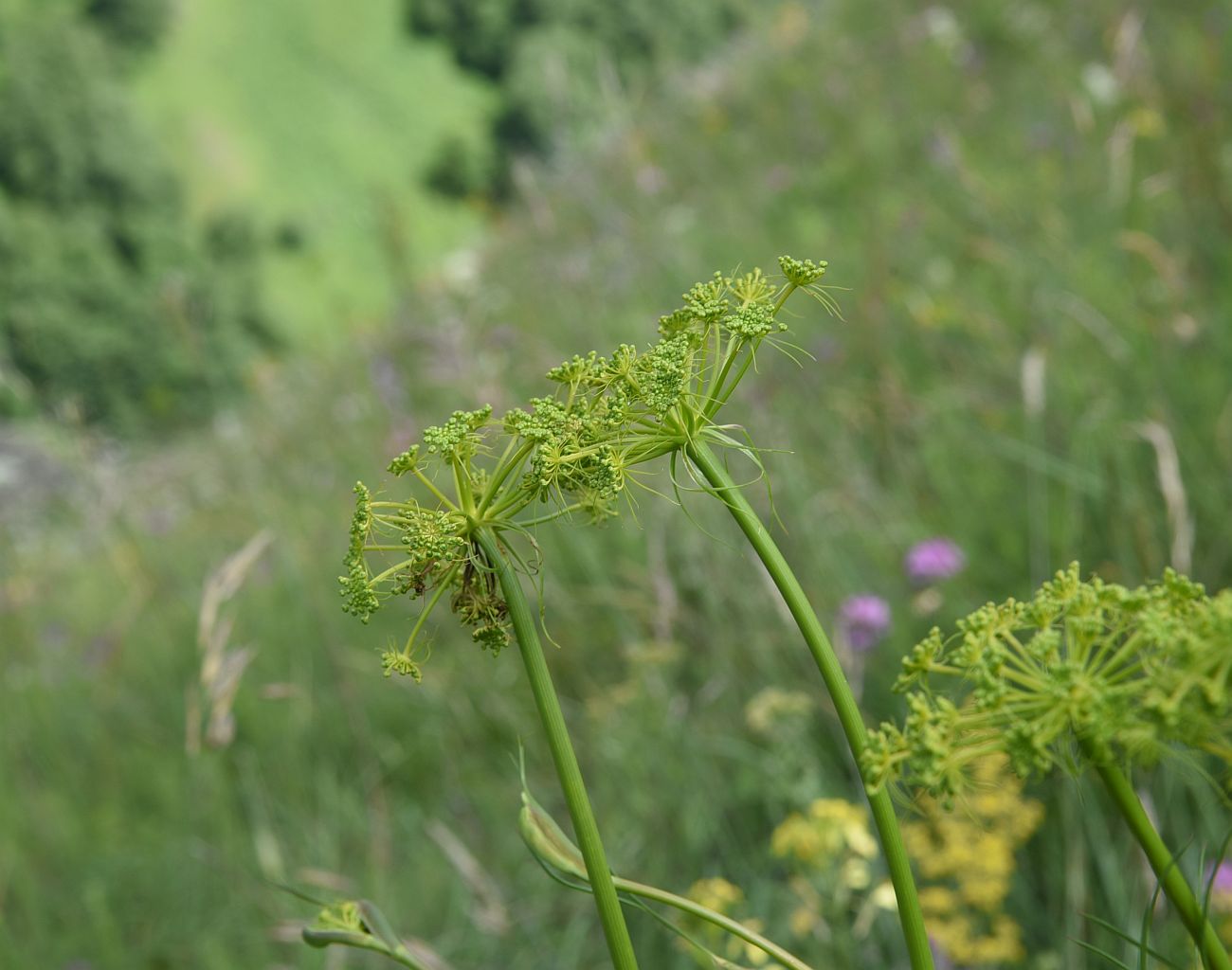 Image of Peucedanum longifolium specimen.