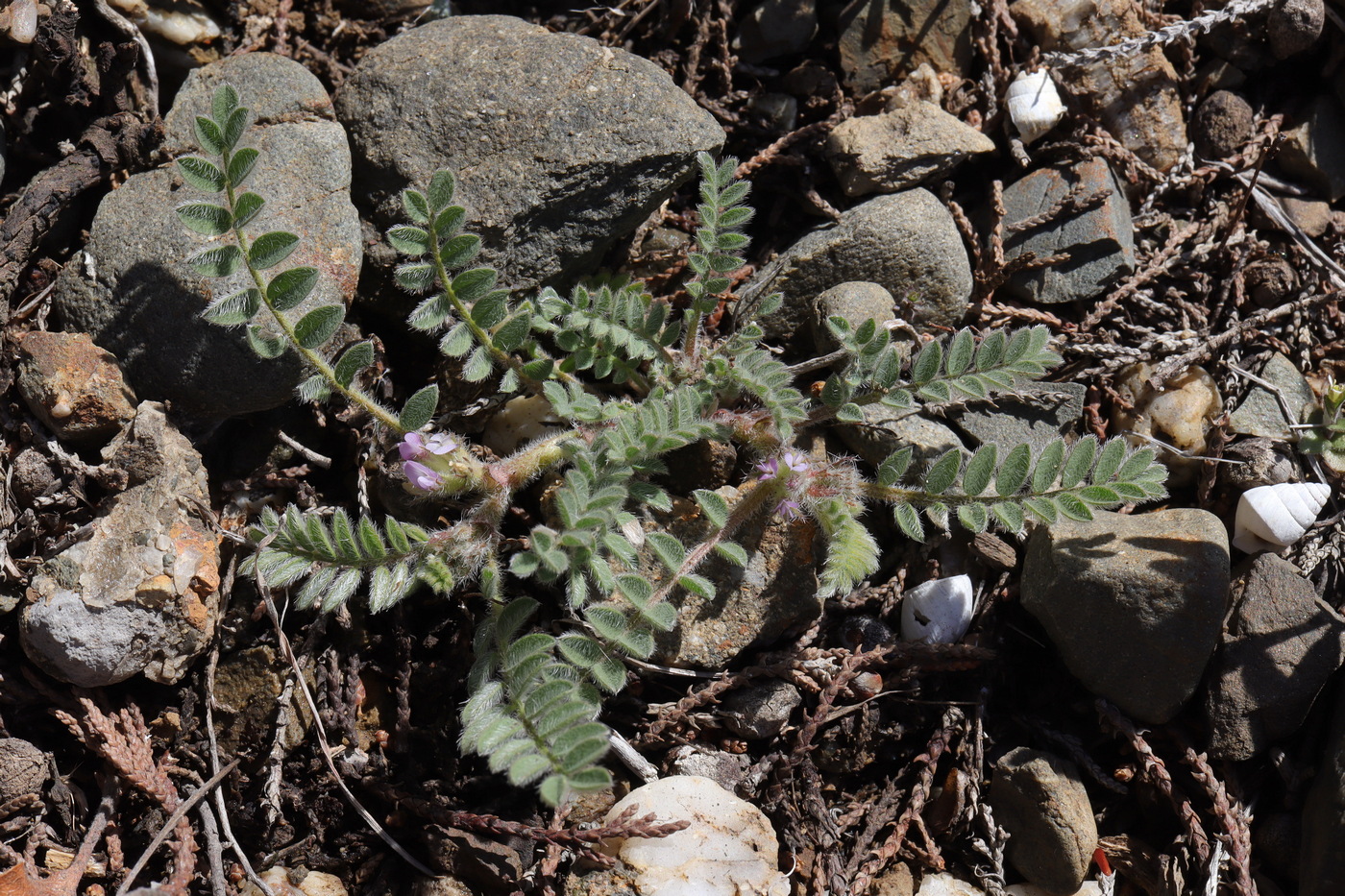 Image of Astragalus sinaicus specimen.