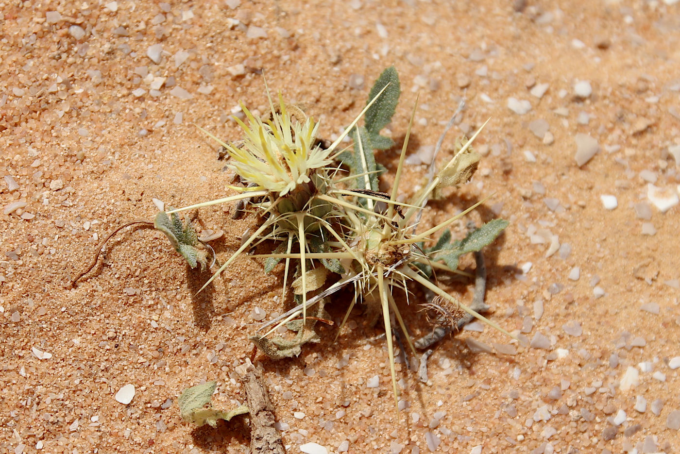 Image of Centaurea pallescens specimen.