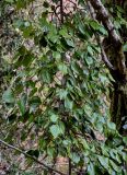 View full-size image Hedera colchica