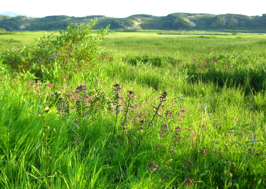 Image of Pedicularis resupinata specimen.