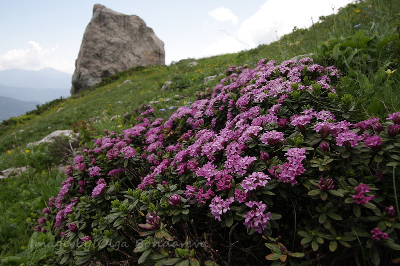 Изображение особи Daphne circassica.