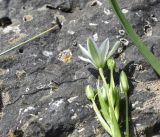 View full-size image Ornithogalum oligophyllum