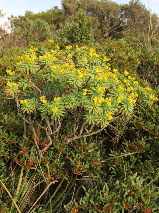 Image of Euphorbia dendroides specimen.