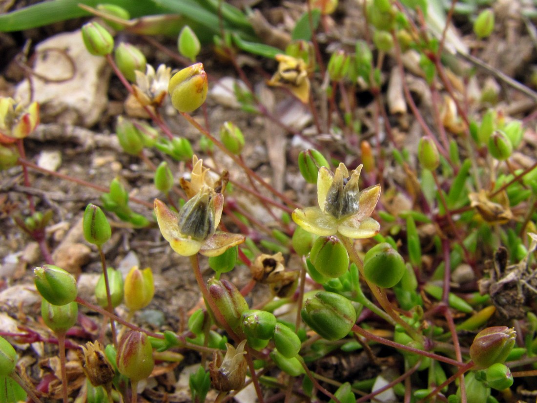 Image of Sagina maritima specimen.