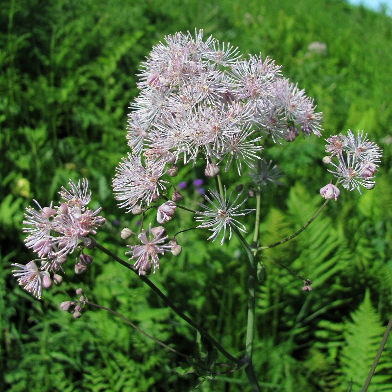 Image of Thalictrum aquilegiifolium specimen.