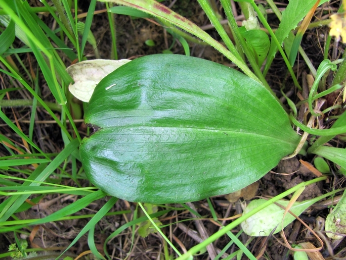 Image of Platanthera bifolia specimen.