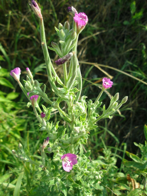 Image of Epilobium hirsutum specimen.