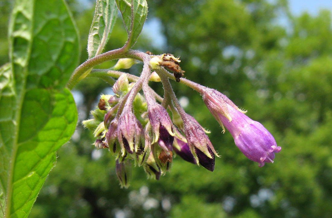 Изображение особи Symphytum officinale.