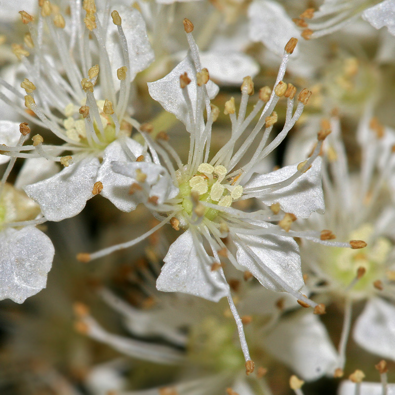 Изображение особи Filipendula ulmaria.