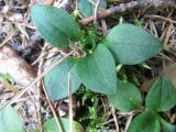 Goodyera repens