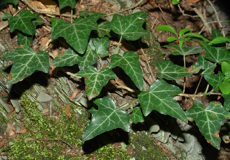 Image of Hedera helix specimen.