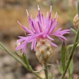 Смотреть изображение Centaurea pseudoleucolepis